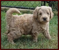Ivory Talon pups 5 wks old 151