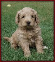 Ivory Talon pups 5 wks old 161