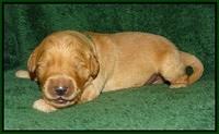 Ivory Talon pups 1 wk old14!