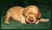 Ivory Talon pups 1 wk old15!