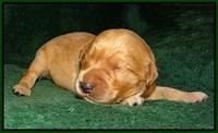 Ivory Talon pups 1 wk old16!
