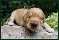 Ivory Talon pups 2 wks old 121