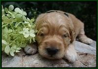 Ivory Talon pups 2 wks old 131