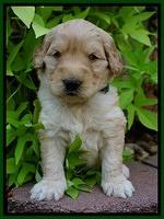Ivory Talon pups 4 wks old 181