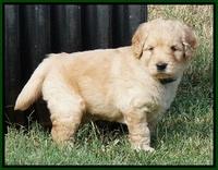 Ivory Talon pups 5 wks old 191