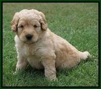 Ivory Talon pups 5 wks old 221