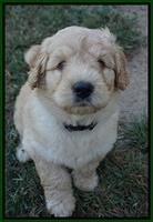 Ivory Talon pups 6 wks old261