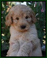 Ivory Talon pups 7 wks old 151