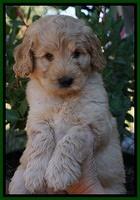 Ivory Talon pups 7 wks old 161