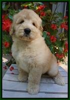 Ivory Talon pups 8 wks old41