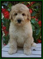 Ivory Talon pups 8 wks old51