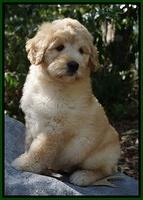 Ivory Talon pups 8 wks old71