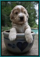 Ivory Talon pups 3 wks old 161