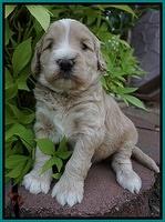 Ivory Talon pups 4 wks old 141