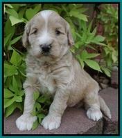 Ivory Talon pups 4 wks old 161