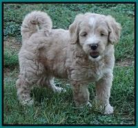 Ivory Talon pups 6 wks old291