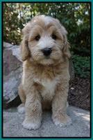 Ivory Talon pups 8 wks old11