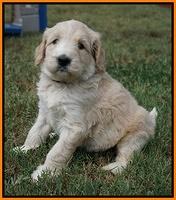 Ivory Talon pups 5 wks old 281