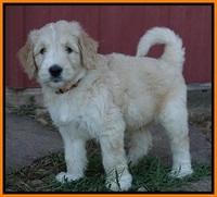 Ivory Talon pups 6 wks old341