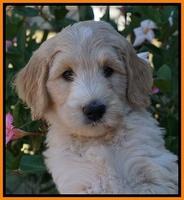 Ivory Talon pups 7 wks old 221