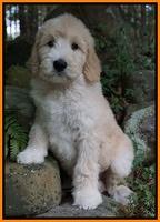 Ivory Talon pups 8 wks old151