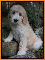 Ivory Talon pups 8 wks old161