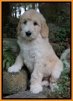 Ivory Talon pups 8 wks old181