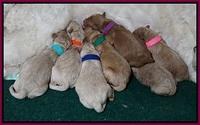 Ivory Talon pups newborn group31