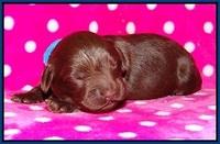 Biscuit Flicker pups 1 wk old 21