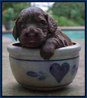 Biscuit Flicker pups 3 wks old 21