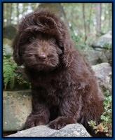Biscuit Flicker pups 8 weeks old 141