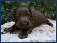 Busciut Flicker pups 2 wks old 51