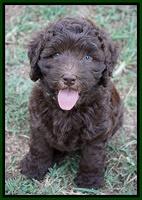 Biscuit Flicker pups 6 wks old51
