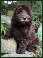 Biscuit Flicker pups 8 weeks old 201