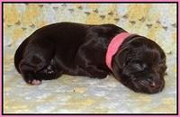 Biscuit Flicker newborn 1 day old 41