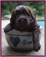 Biscuit Flicker pups 3 wks old 111