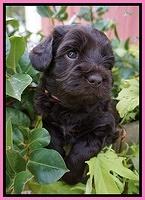Biscuit Flicker pups 4 weeks old 71