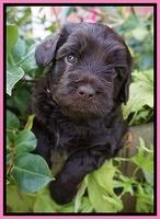 Biscuit Flicker pups 4 weeks old 81