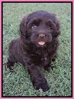 Biscuit Flicker pups 6 wks old81
