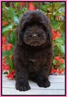 Biscuit Flicker pups 8 weeks old 31