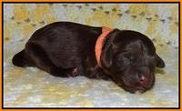Biscuit Flicker newborn 1 day old 161