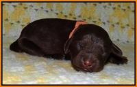 Biscuit Flicker newborn 1 day old 171