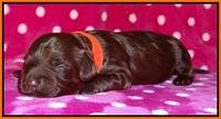 Biscuit Flicker pups 1 wk old 121