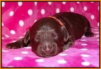 Biscuit Flicker pups 1 wk old 131