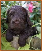Biscuit Flicker pups 4 weeks old 141