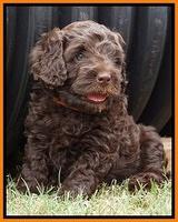 Biscuit Flicker pups 5 wks old 221