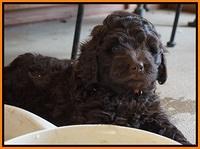 Biscuit Flicker pups 6 wks old181