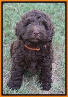 Biscuit Flicker pups 6 wks old201
