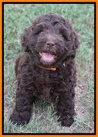 Biscuit Flicker pups 6 wks old211