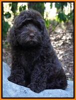 Biscuit Flicker pups 8 weeks old 81
